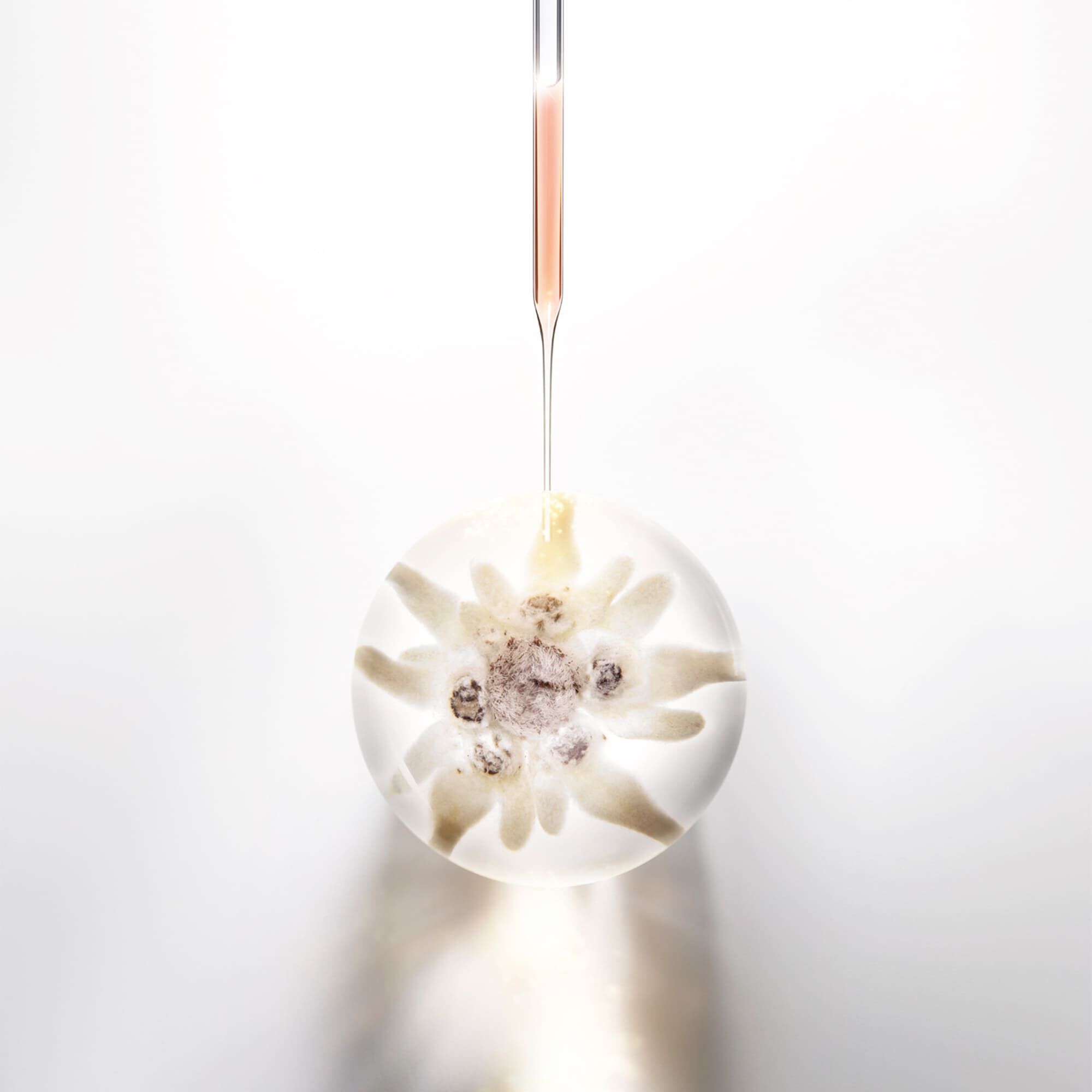 Prodigy Cellglow Regenerating Cream